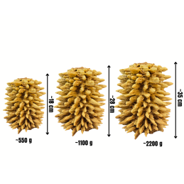 Šakotis MON Trapus su citrinų sultimis 5%